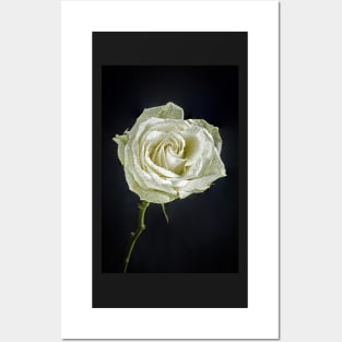 Single White Rose with Raindrops and Black Background Posters and Art